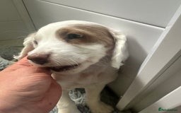 Mixed Breed dogs for sale: Gorgeous F2 Cocapoo puppies PRA clear in Cheltenham - Image 7