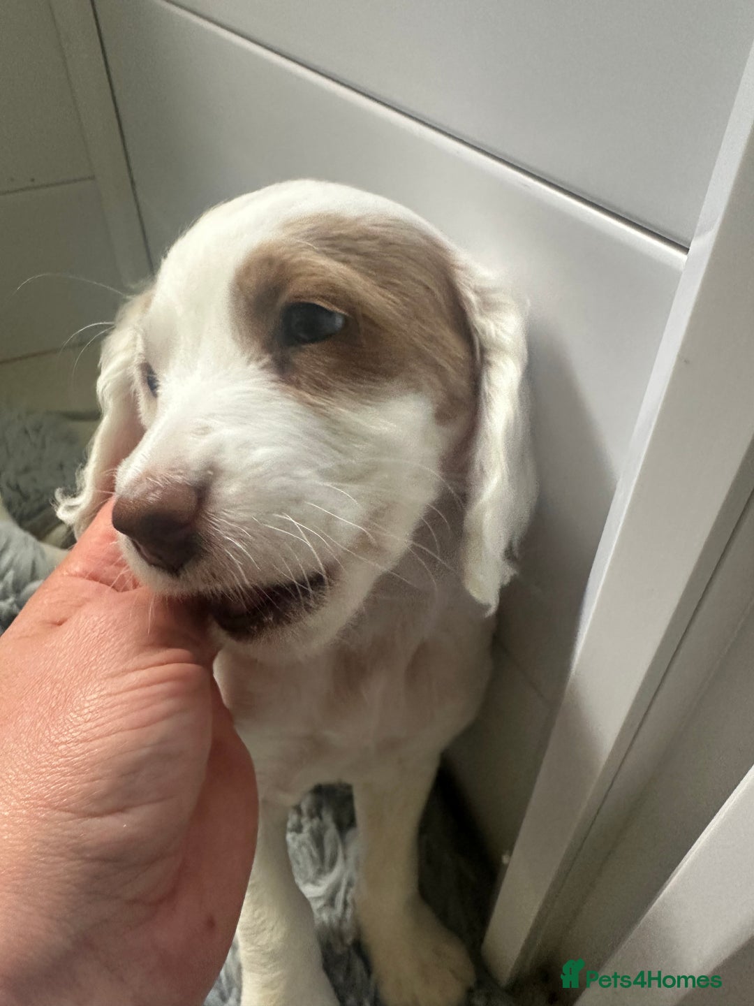 Mixed Breed dogs for sale: Gorgeous F2 Cocapoo puppies PRA clear in Cheltenham - Image 7