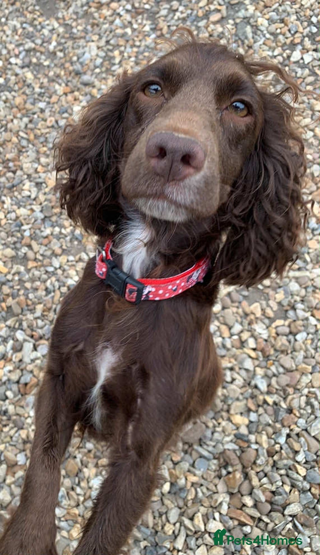 Cocker Spaniel dogs for sale: Beautiful cocker spaniel pups - Advert 2