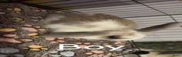 Mixed Breed rabbits for sale: Mini lop/lion lop bunnies - Advert 4