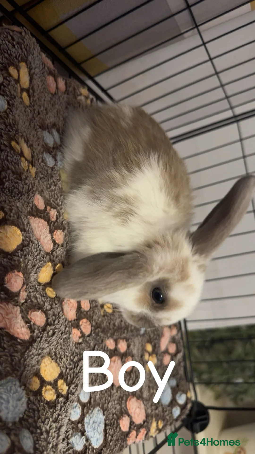 Mixed Breed rabbits for sale: Mini lop/lion lop bunnies - Advert 4