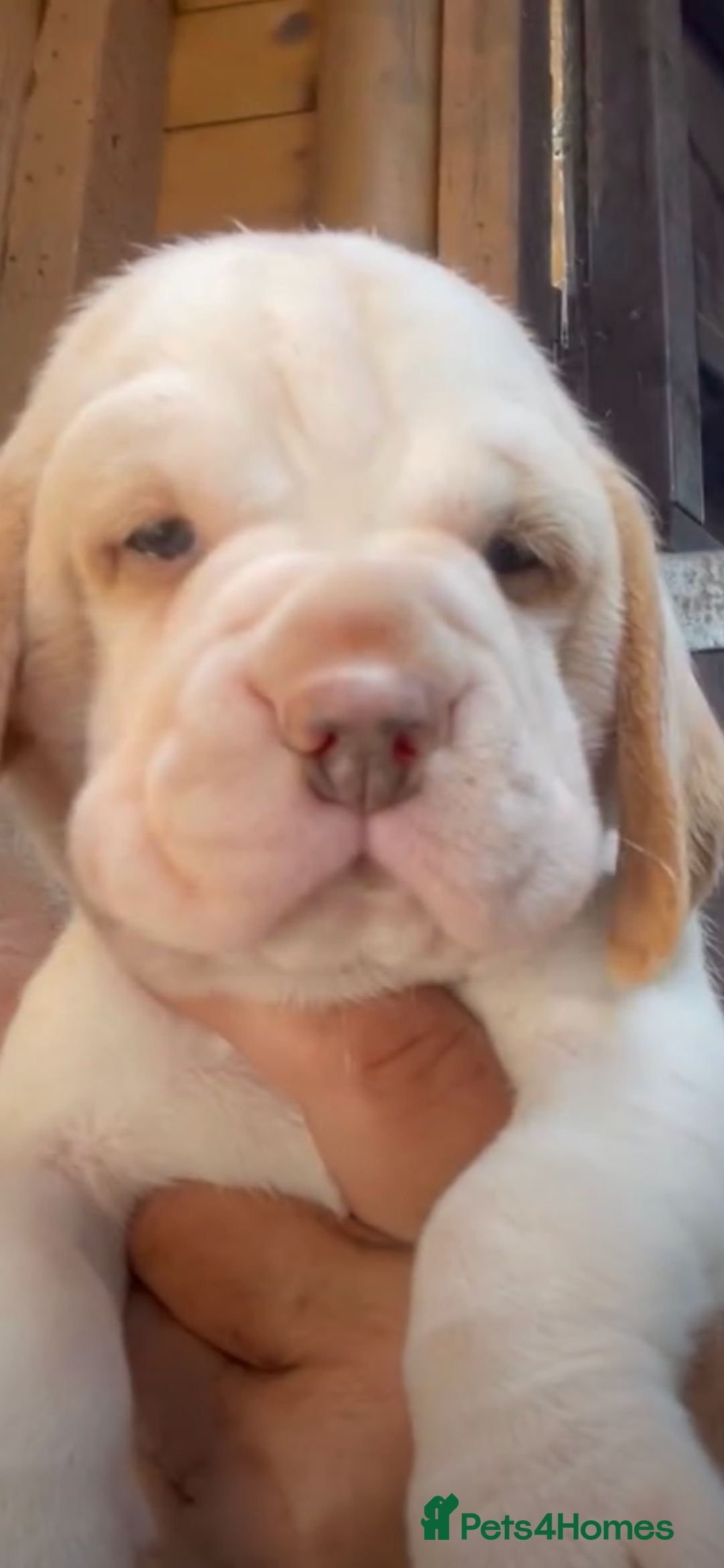 Beagle dogs for sale: Beautiful beagle boys kc reg ready 19 sept  - Image 29