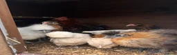 Chickens poultry for sale: Silkie Chickens, Chicks & Hatching Eggs Available - Advert 3