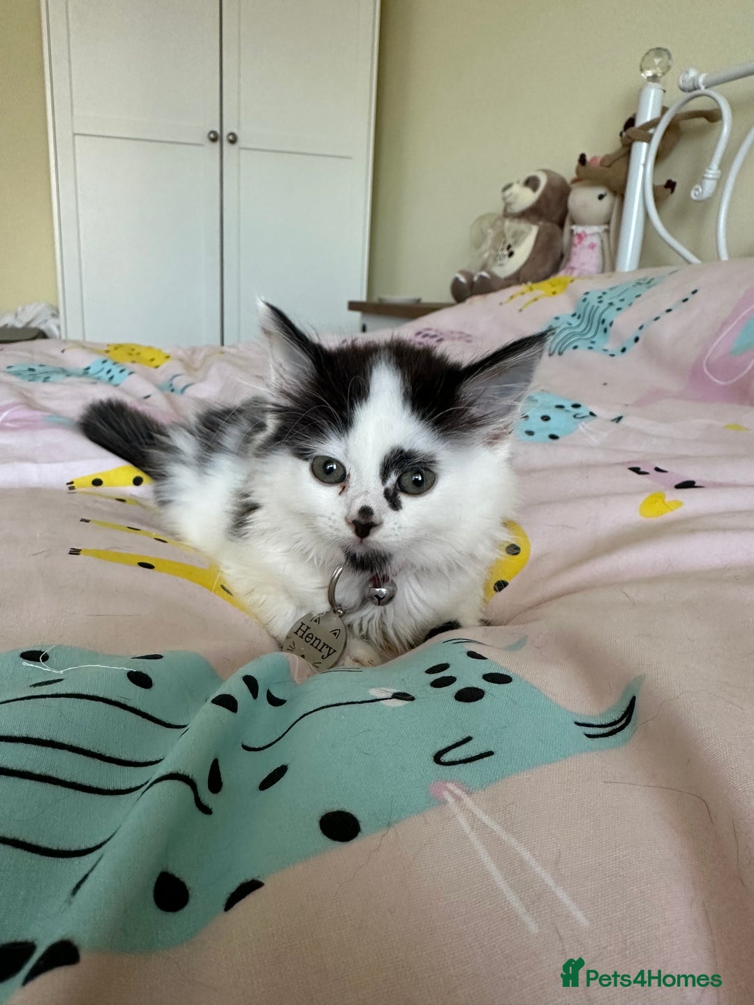 Mixed Breed cats for sale: Long hair male kitten  - Image 14