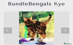 Bengal cats for sale: STUNNING BROWN MALE BENGAL;TICA REG) - Image 5