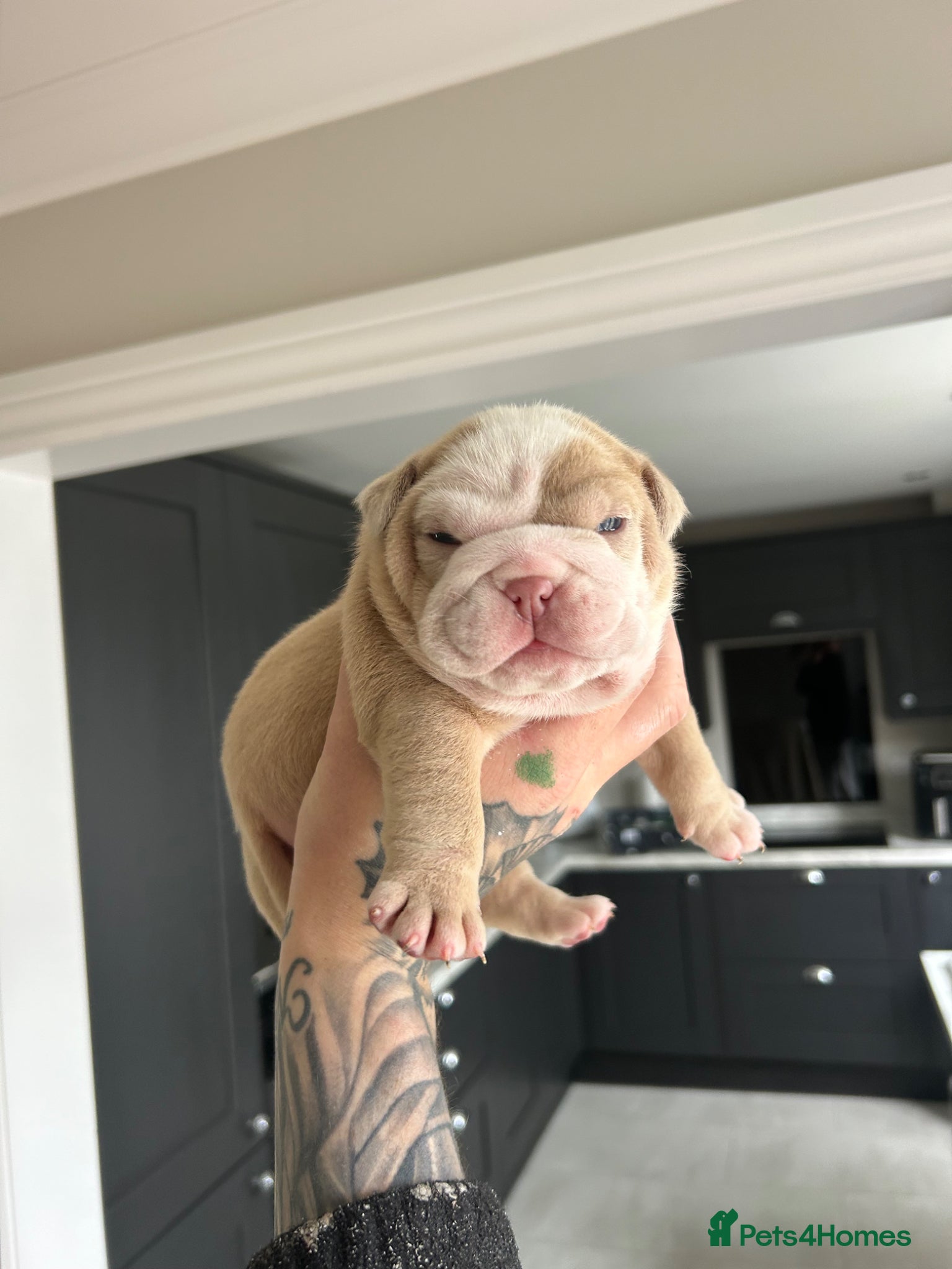 English Bulldog dogs for sale: Beautiful little of 3 English bulldogs  in Consett - Advert 3