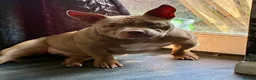 American Bully dogs for sale: Pocket bully - Advert 3