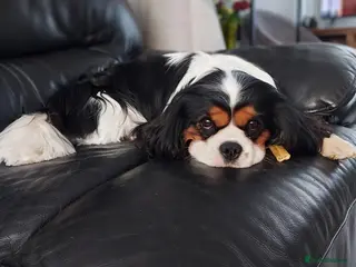 Cavalier King Charles Spaniel dogs CKCS STUD DOG/ DNA / CHAMPION LINES - Advert 16