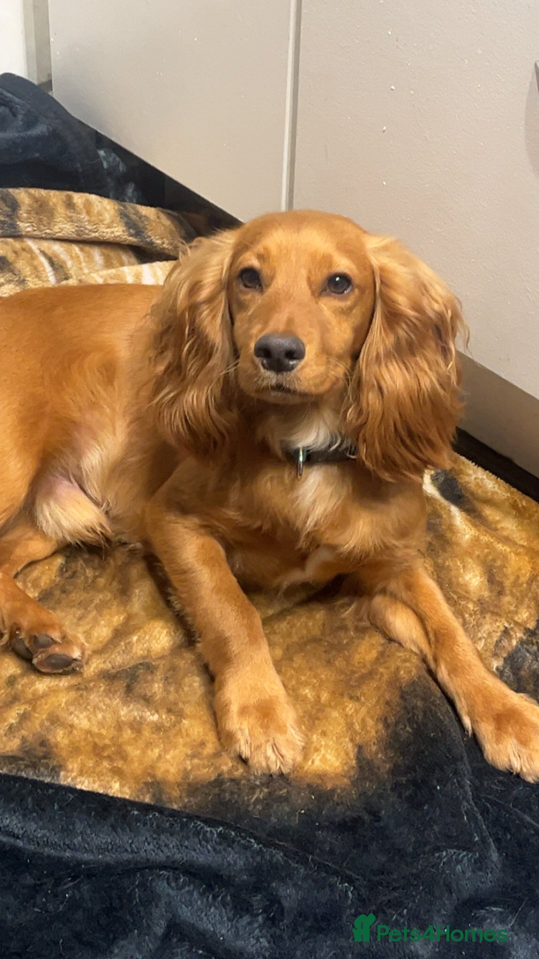 Cocker Spaniel dogs for sale: 1yr old Cocker Spaniel Male  - Advert 3