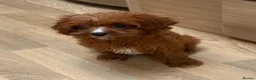 Cavapoo dogs for sale: F1b Cavapoo puppies! - Advert 8