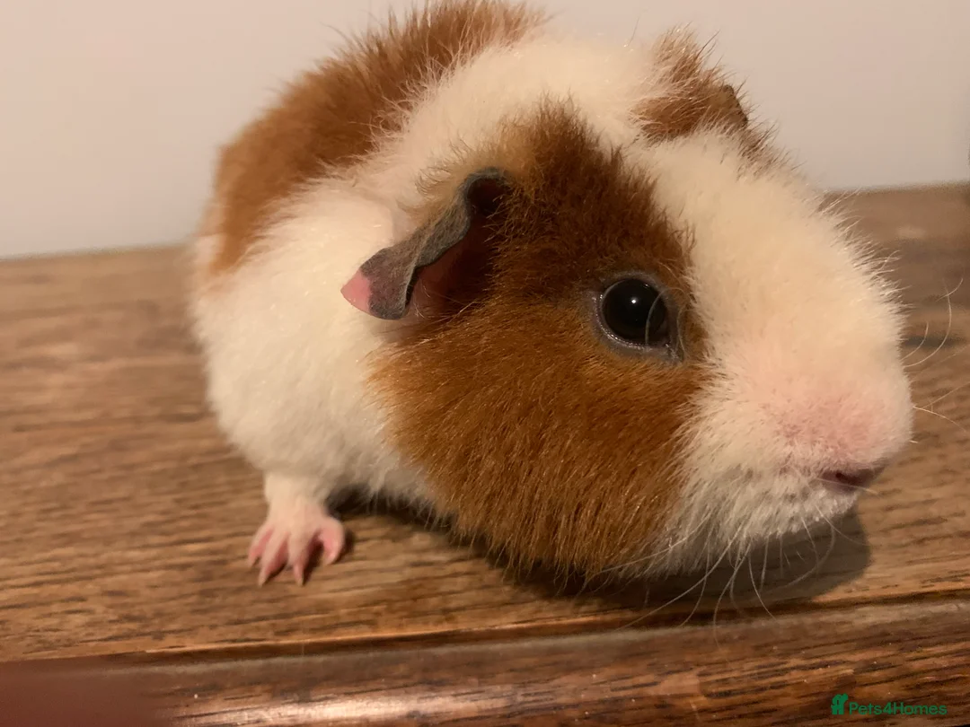 Guinea Pig rodents for sale: Loveable baby teddy Guinea pig boy  - Advert 1