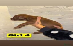 Mixed Breed dogs for sale: Beautiful Border collie/kelpie X staff cross pups - Image 14