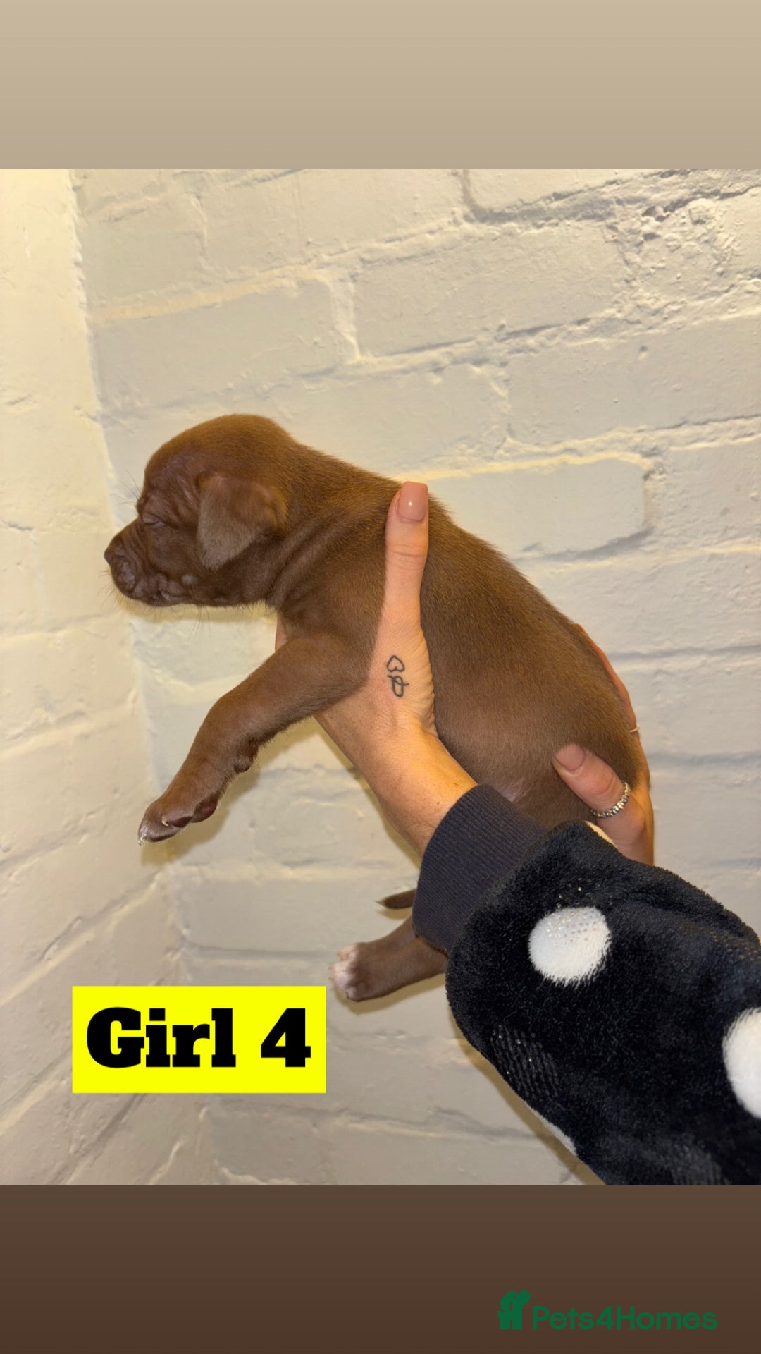 Mixed Breed dogs for sale: Beautiful Border collie/kelpie X staff cross pups - Image 14