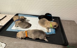 Chiweenie dogs for sale: 5 Beautiful Chiweenie Puppies - Image 2