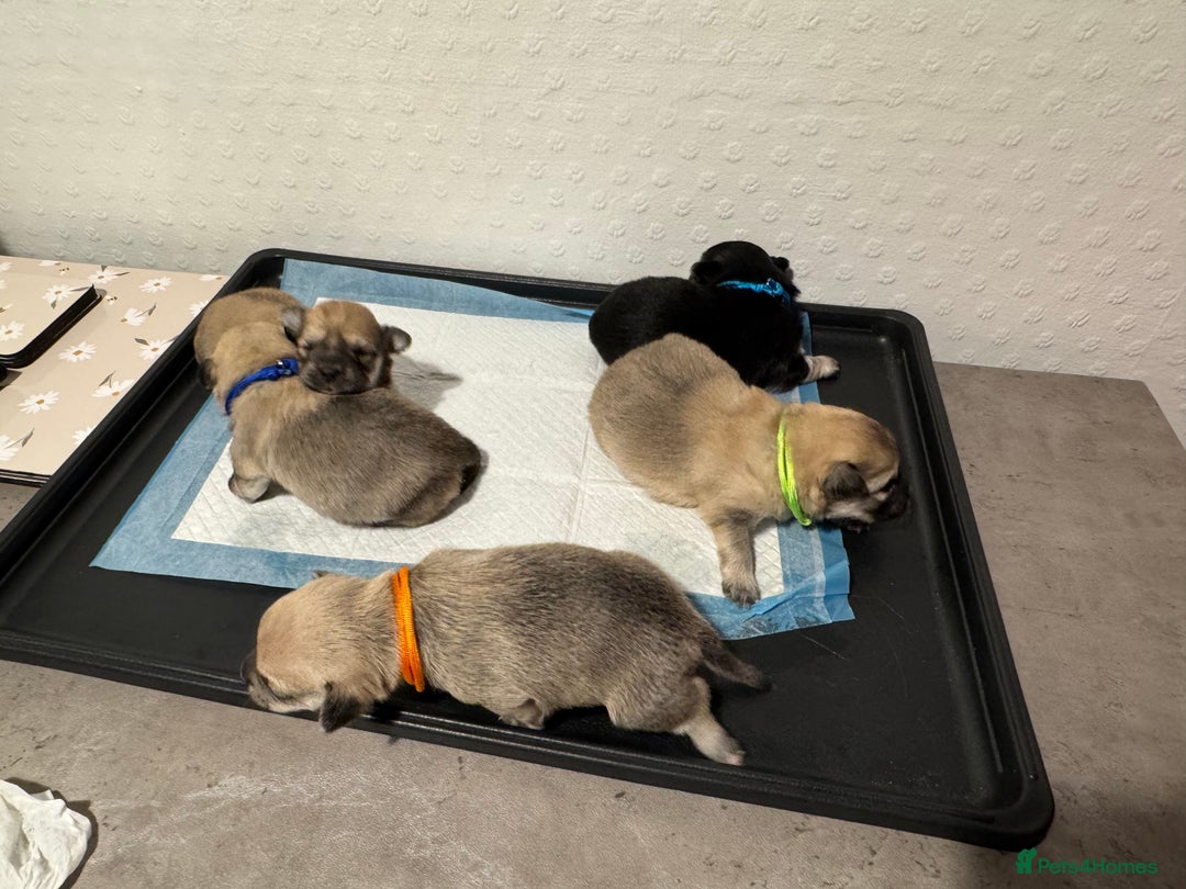 Chiweenie dogs for sale: 5 Beautiful Chiweenie Puppies - Image 2