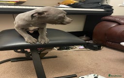 Staffordshire Bull Terrier dogs for sale: Blue Staffies For Sale - Image 13