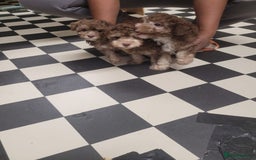 Toy Poodle dogs for sale: Asian toy poodle  - Image 1