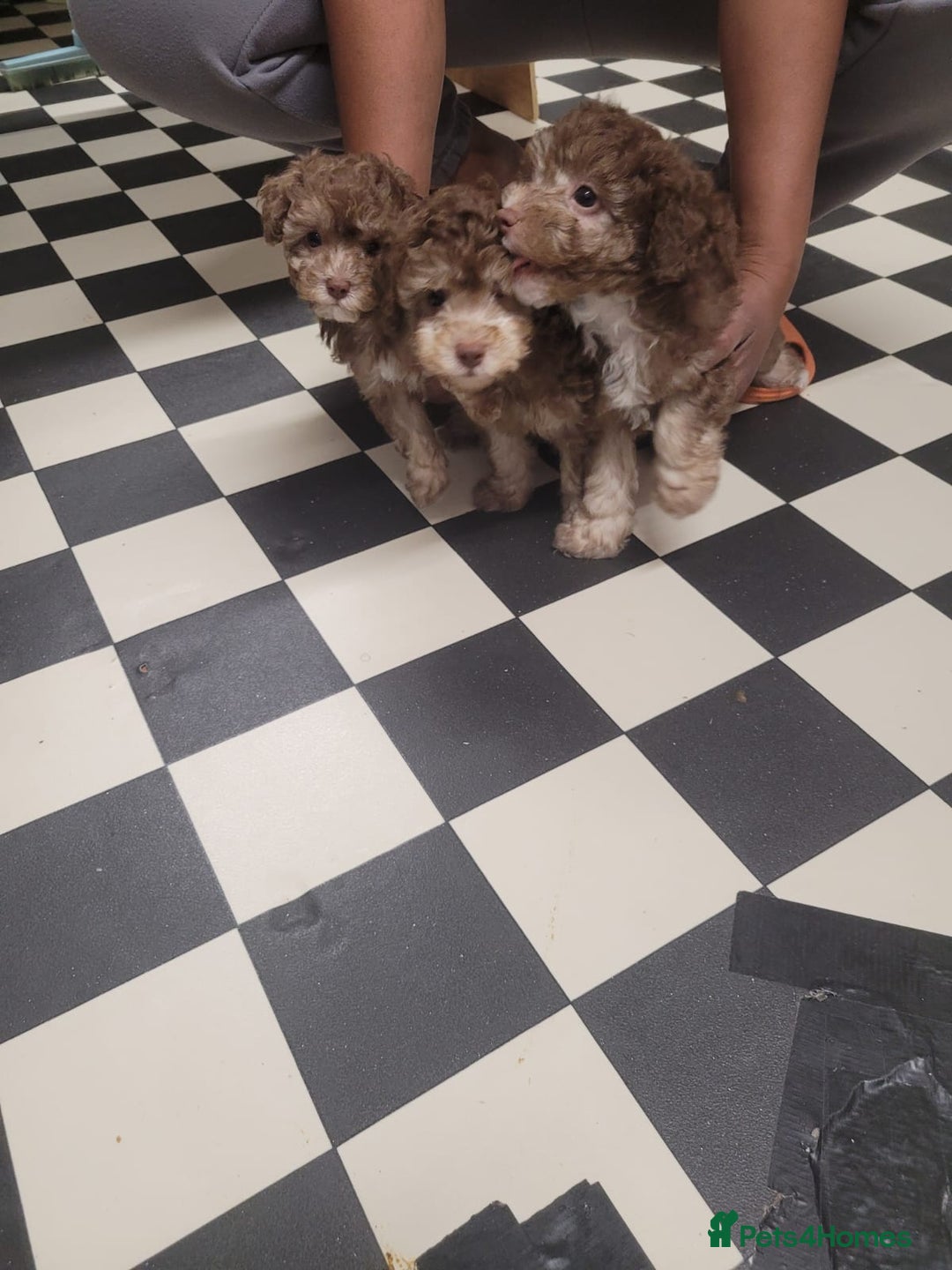 Toy Poodle dogs for sale: Asian toy poodle  - Image 1