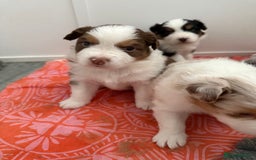 Australian Shepherd dogs for sale: Beautiful Australian Shepherd Puppies, 4 week old. - Image 7