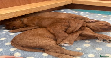 Goldendoodle dogs - Advert 9