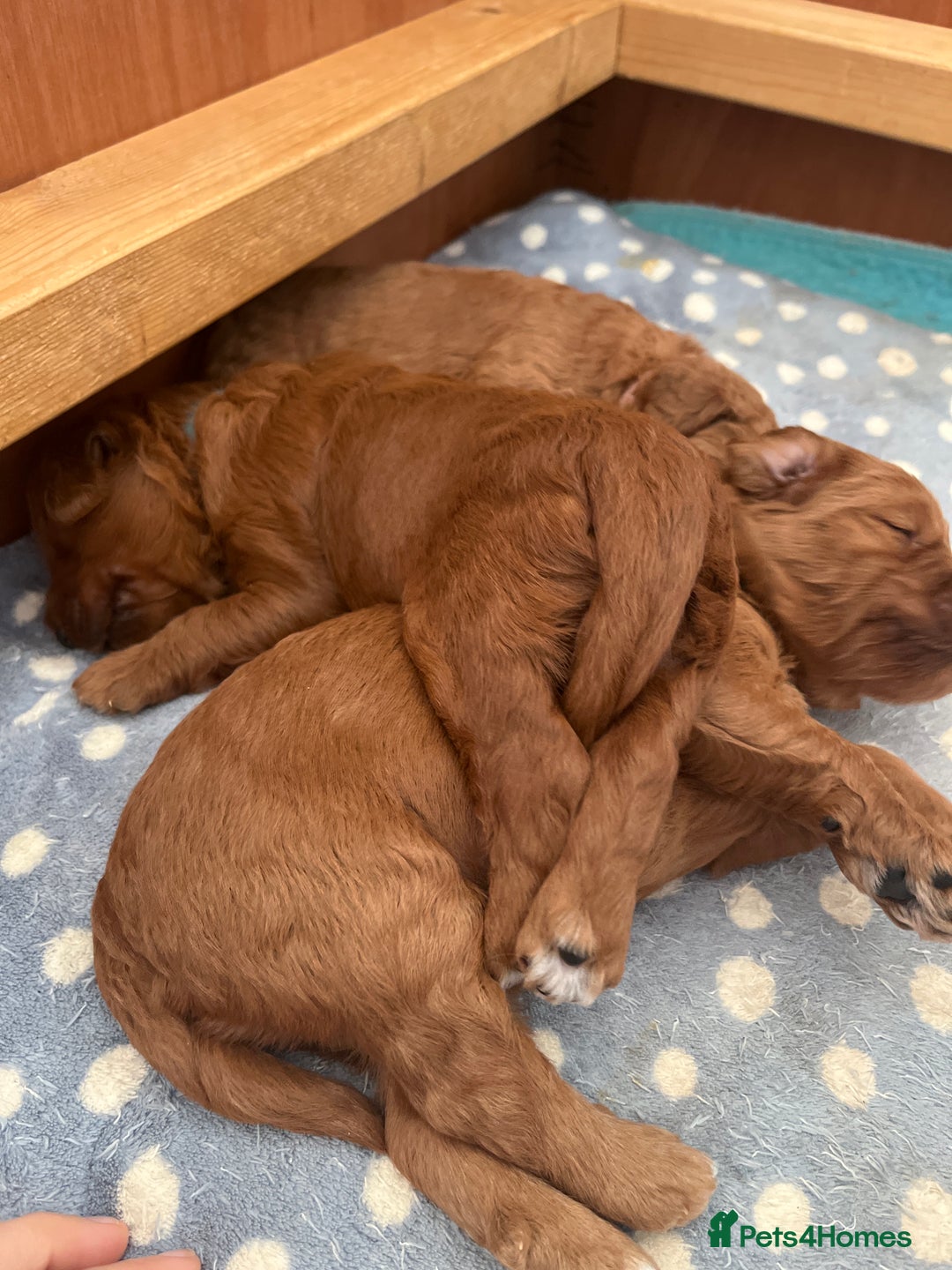 Goldendoodle dogs for sale: Extensively health tested Miniature goldendoodles - Image 2
