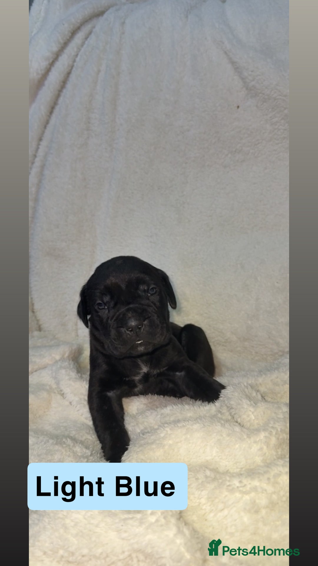 Cane Corso dogs for sale: 12 beautiful cane corso puppies 🐾 - Advert 13