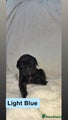 Cane Corso Puppy 6