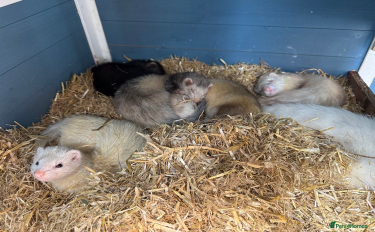 Ferret rodents - Advert 4