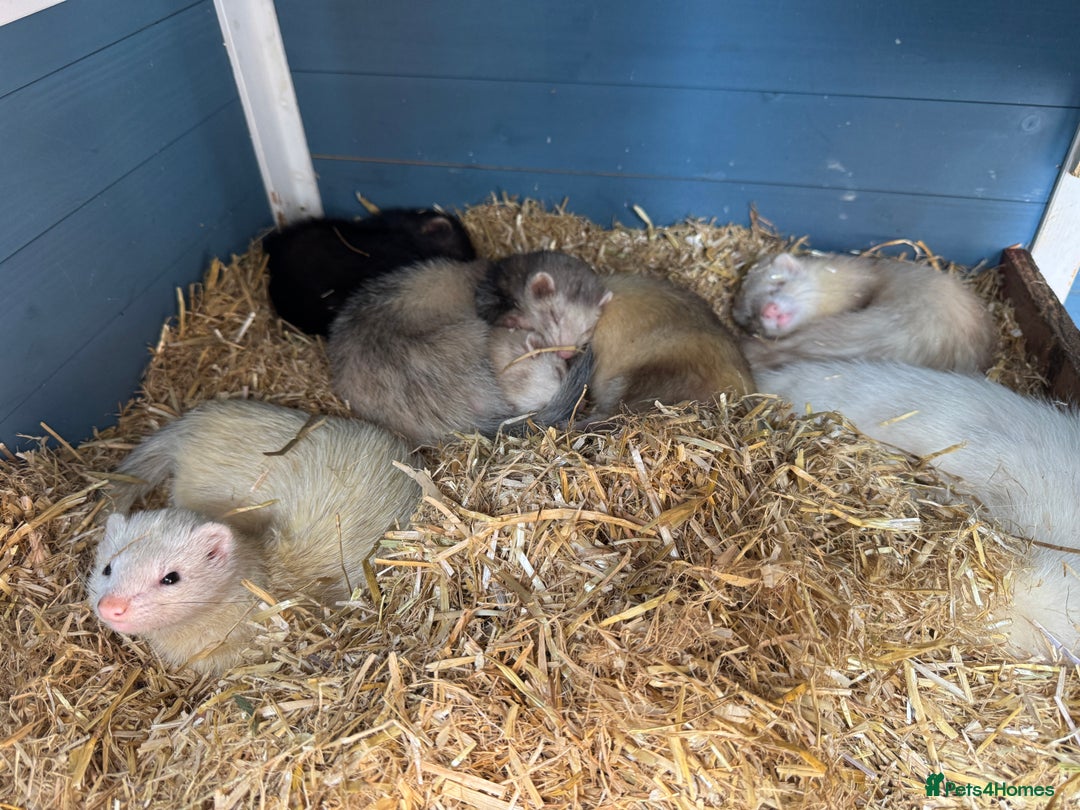 Ferret rodents for sale: Working line ferrets  - Image 1