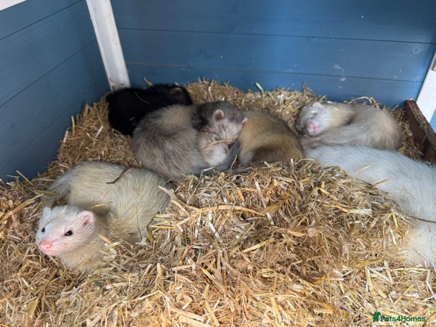 Ferret rodents - Advert 1