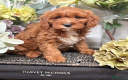 Cavapoo dogs for sale: Health tested TOY CAVAPOOS KC Parents - Image 19
