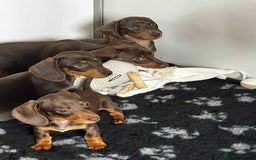 Miniature Dachshund dogs for sale: Miniature Dachsund puppies (licensed breeder) - Image 14