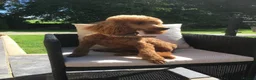 Cockapoo dogs for sale: Beautiful F1 Cockapoos  - Advert 2