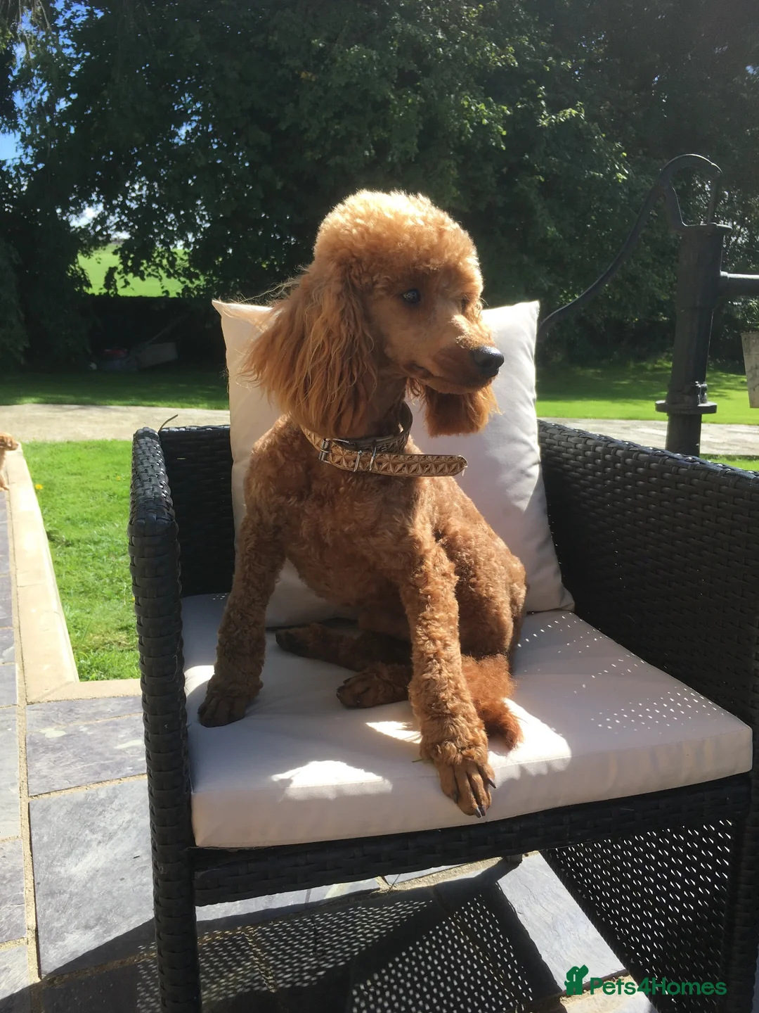 Cockapoo dogs for sale: Beautiful F1 Cockapoos  - Advert 2