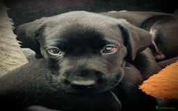 Labrador Retriever dogs for sale: 8 super Labrador pups 4 girls 4 boys**NEW PHOTOS** - Image 6