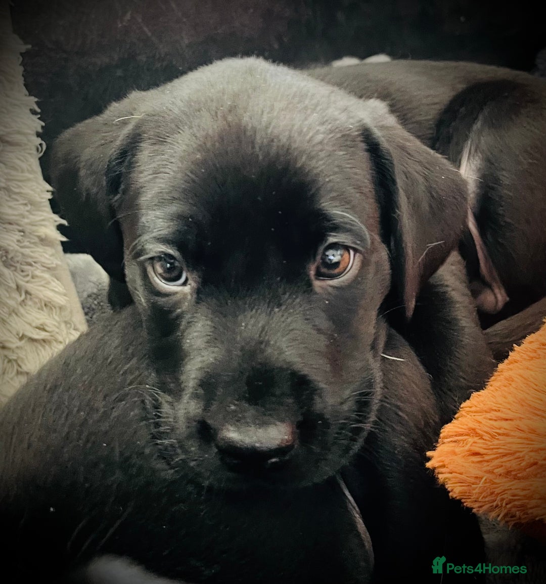 Labrador Retriever dogs for sale: 8 super Labrador pups 4 girls 4 boys**NEW PHOTOS** - Image 6