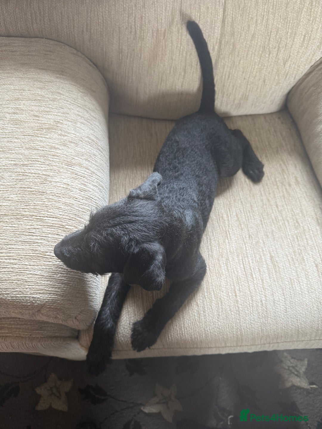 Patterdale Terrier dogs for sale: Lovely male Patterdale Terrier pup - Image 4