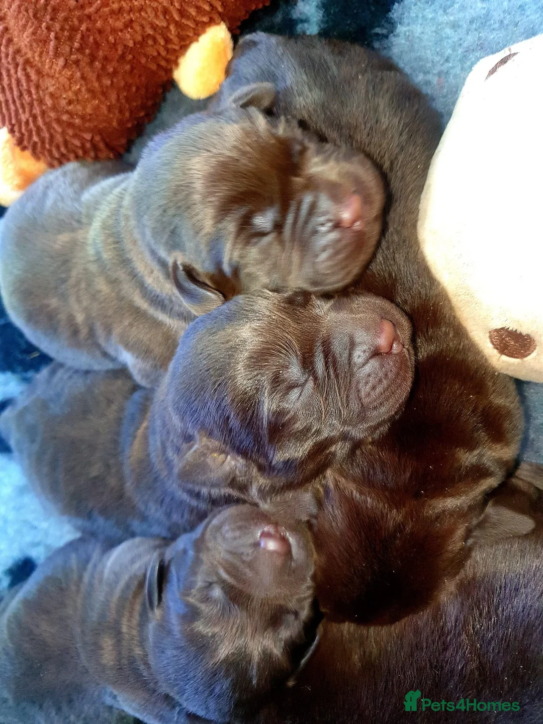 Labrador Retriever dogs for stud: HEALTH TESTED KC CHOCOLATE SHOW LABRADOR FOR STUD in Chesterfield - Advert 16