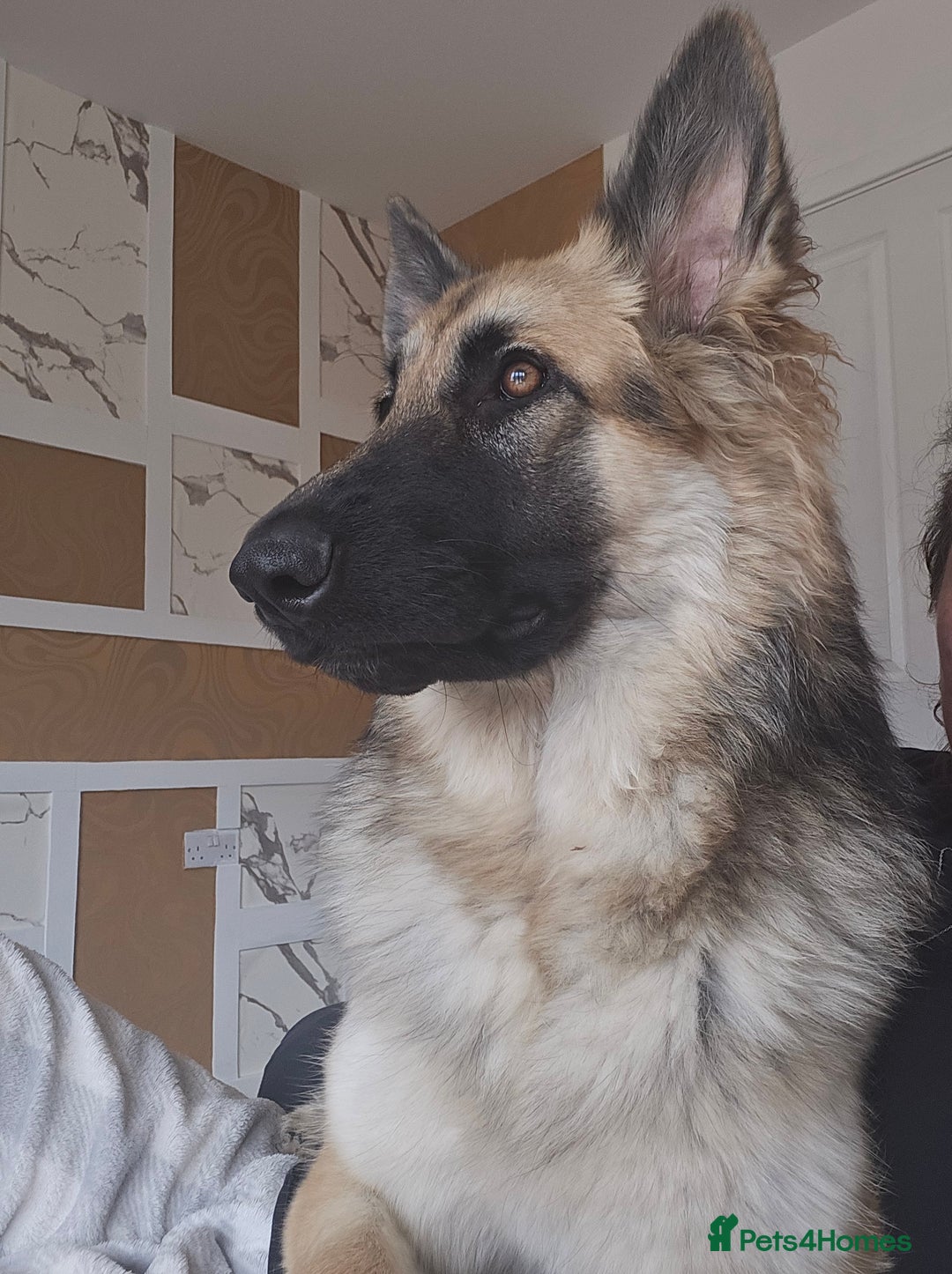 German Shepherd dogs for sale: Female German shepherd  - Advert 3