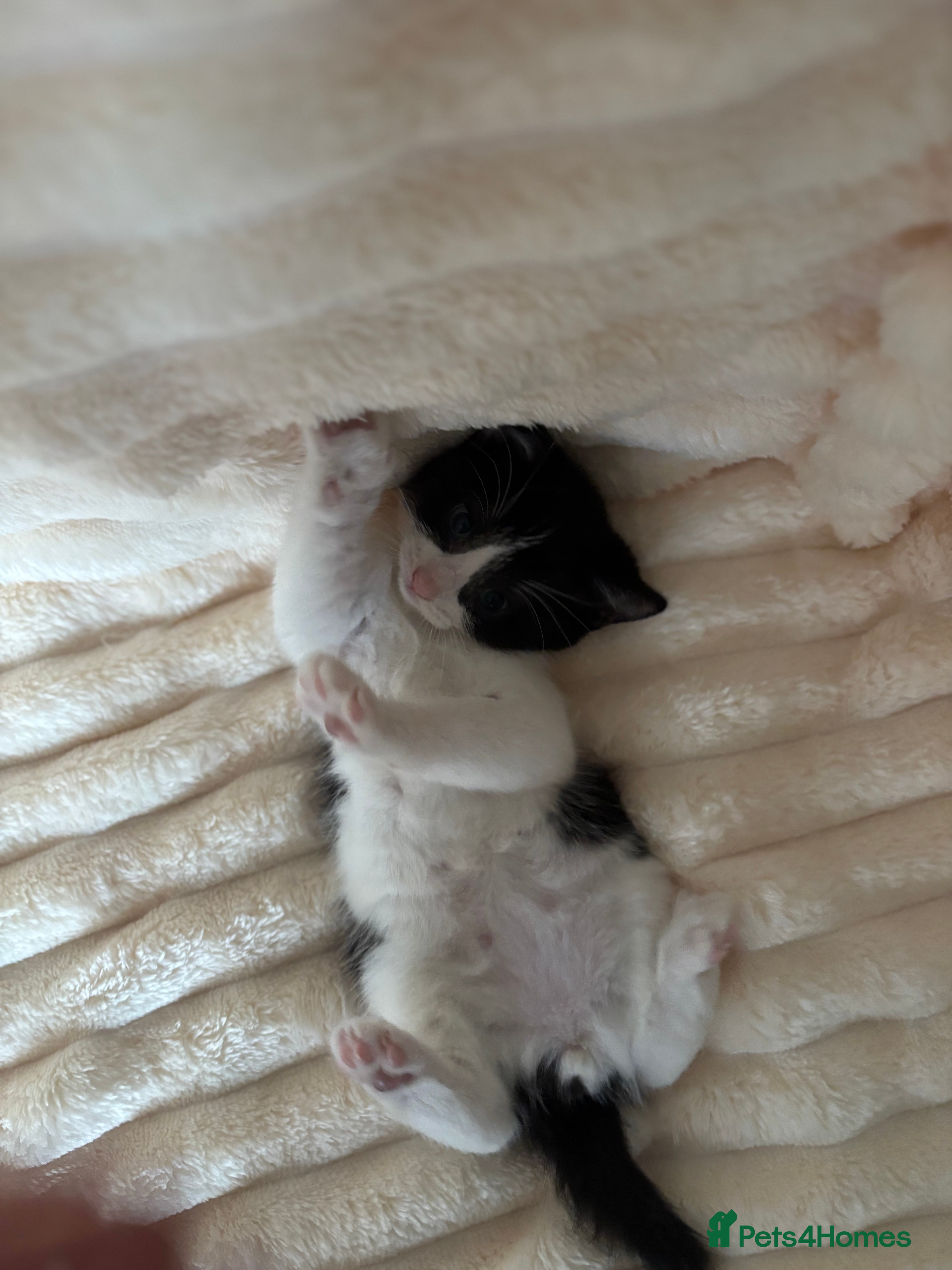 Mixed Breed cats Black and White fluffy kittens  - Advert 15