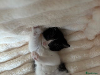 Mixed Breed cats Black and White fluffy kittens - Advert 15