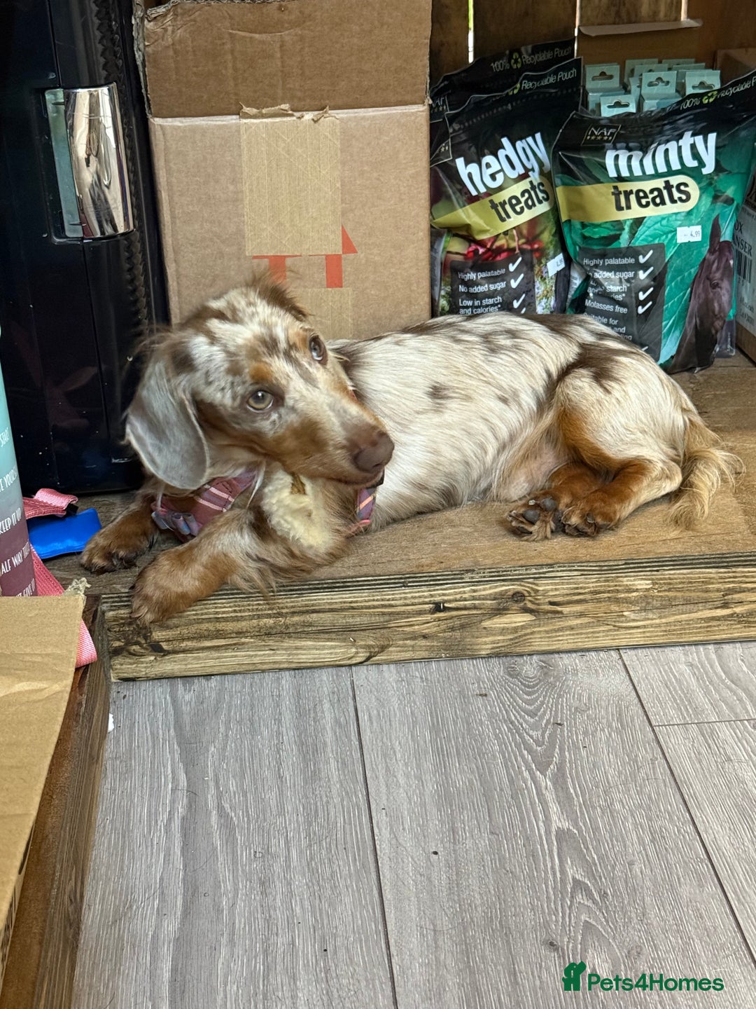 Miniature Dachshund dogs for stud: Tommy Isabella dapple long haired  - Advert 7