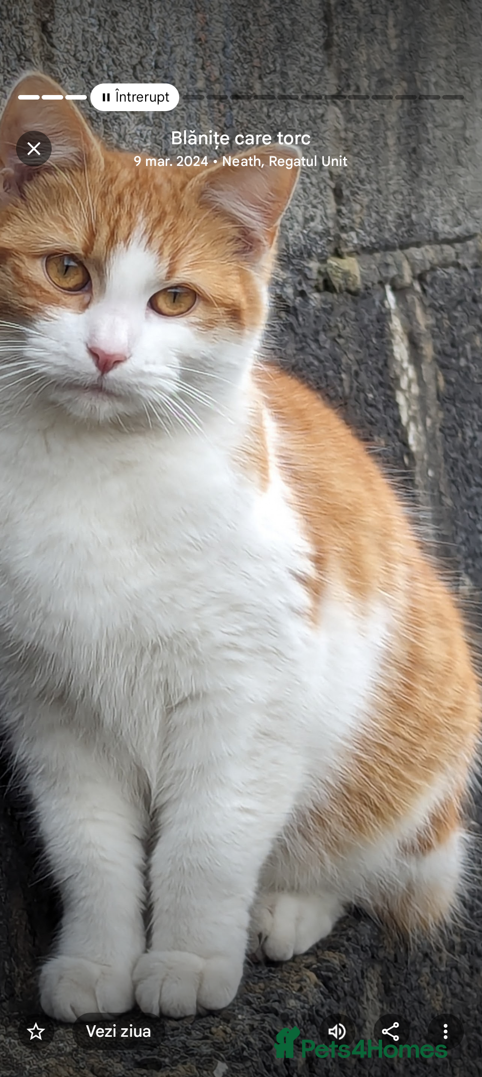 Mixed Breed cats Kitten for sale , ready to go asap  - Advert 13