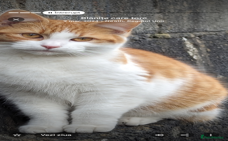 Mixed Breed cats - Advert 3