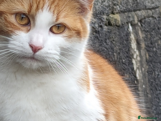 Mixed Breed cats - Advert 7