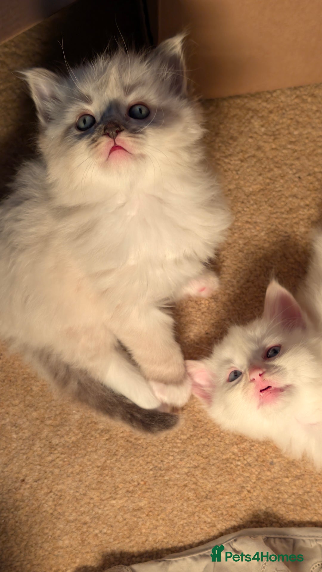 Ragdoll cats for sale: Beautiful Playful Ragdoll Kittens - Advert 8