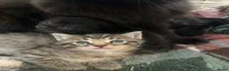 Mixed Breed cats for sale: Beautiful family friendly kittens - Advert 10