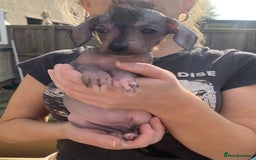 Mixed Breed dogs for sale: Chinese Crested X Cavapoo Puppies - Litter of 6 - Image 6
