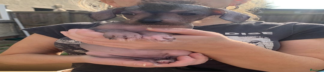 Puppy 6
