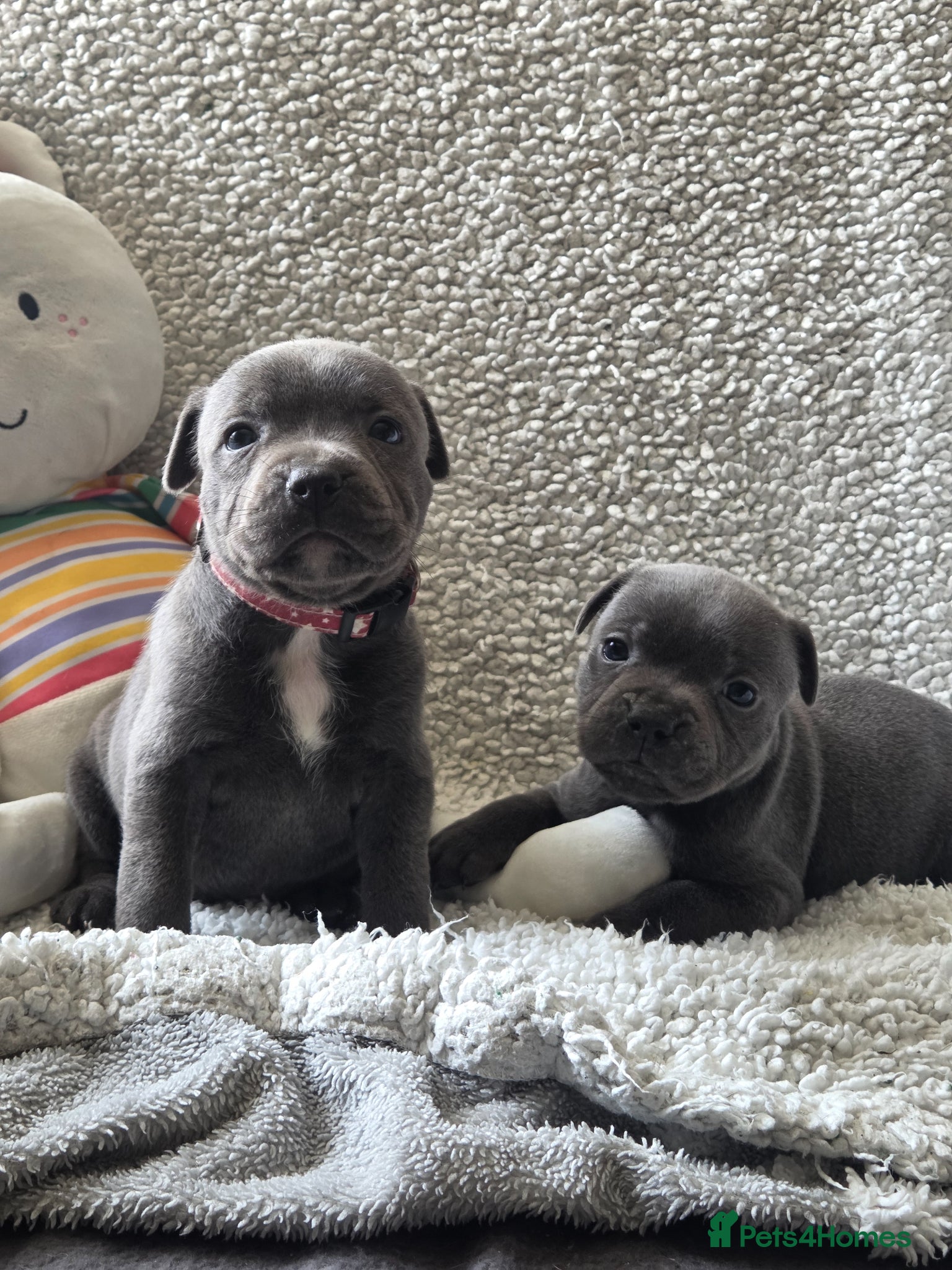 Staffordshire Bull Terrier dogs LAST 2 ROYAL REGIMENT KC REGISTERED GIRLS - Advert 4
